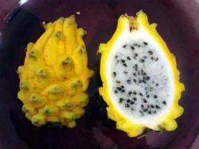 Golden Pitaya - Selenicereus Megalanthus - 5 Seeds